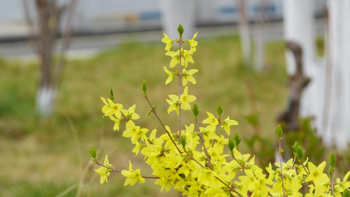 连翘花