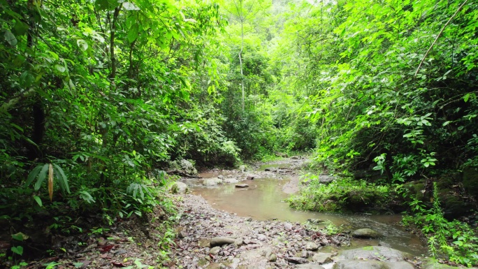 航拍郁郁葱葱的西双版纳热带雨林风景