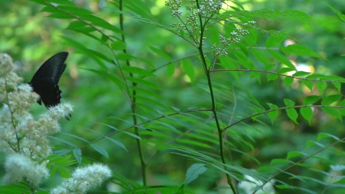 夏日森林唯美黑色蝴蝶飞动