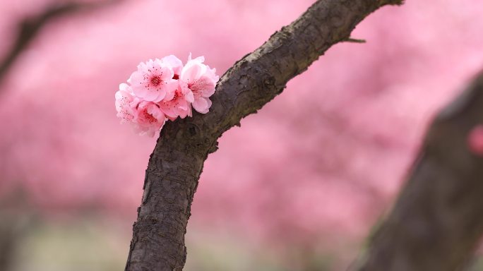 春天浪漫樱花花儿盛开