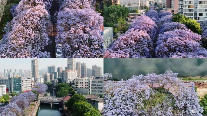 昆明蓝花楹航拍空景-4K