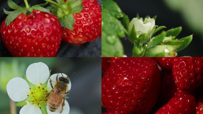 草莓草莓花蜜蜂草莓特写微距