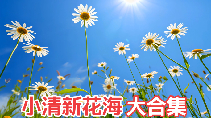 花海野花春天百花盛开花朵百花争艳