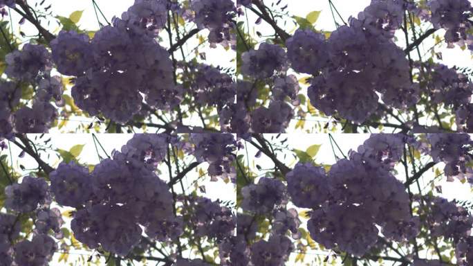 紫藤花花朵花瓣盛开