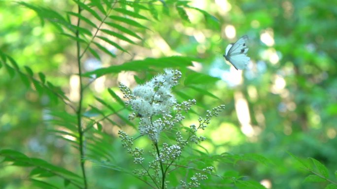 夏日森林唯美白色蝴蝶飞动