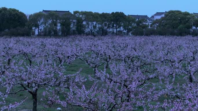 美丽乡村桃园桃花盛开航拍