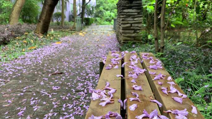 青石板路上的蓝花楹落花