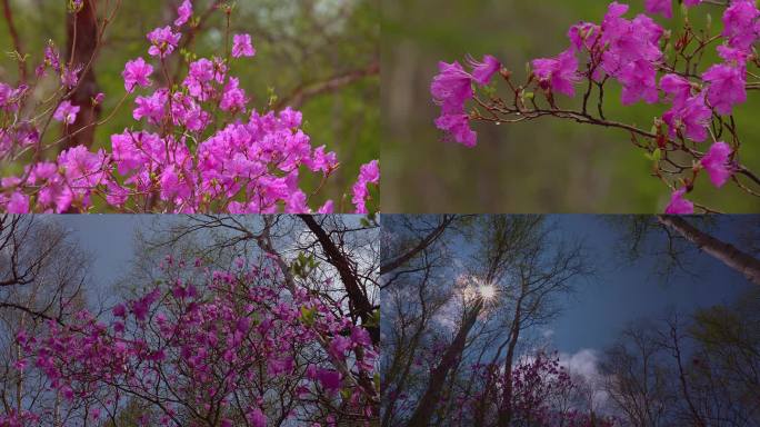 高原杜鹃花