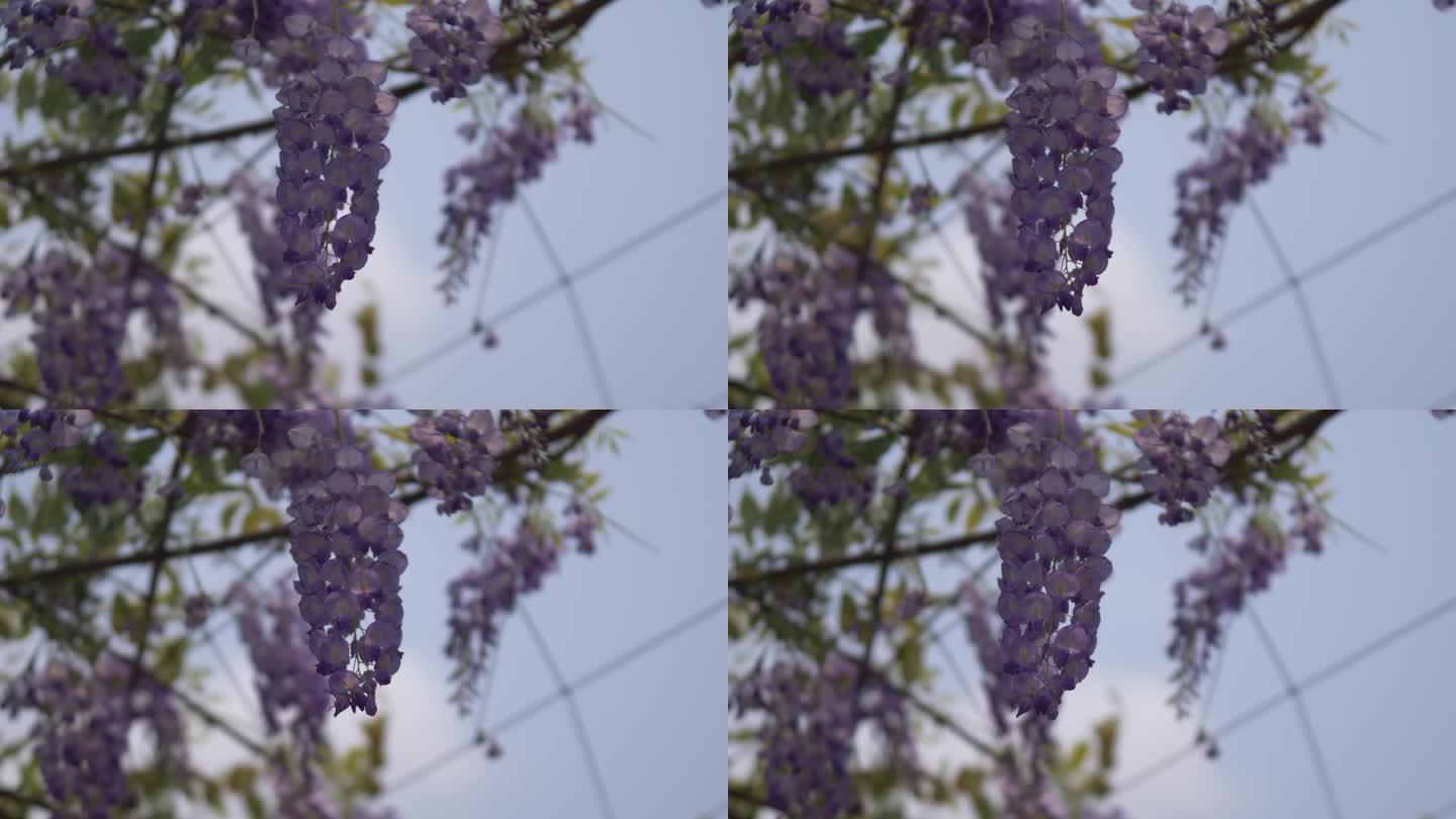 紫藤花花朵花瓣花开盛放