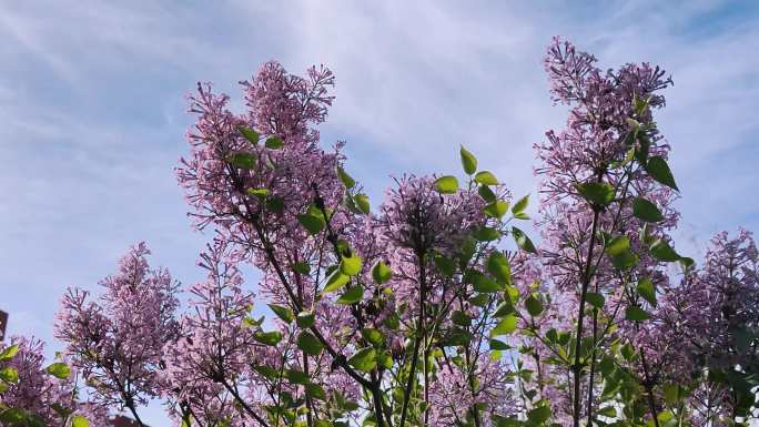 丁香花