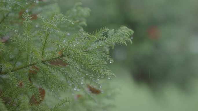 灰片原始素材 下雨 雨水 树枝上的雨水