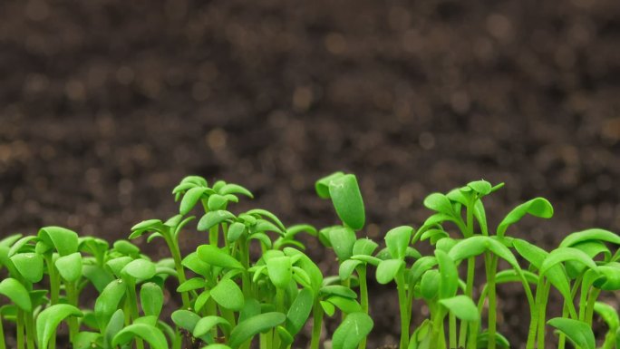 4K延时实拍植物生长芽萌发 新生水芹农业