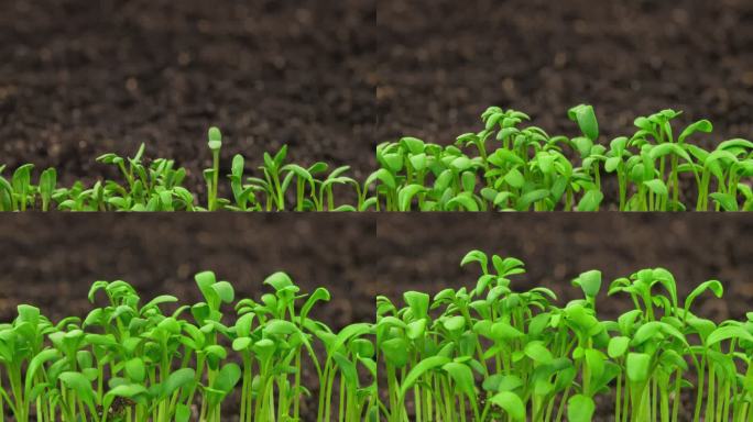 4K延时实拍植物生长芽萌发 新生水芹农业