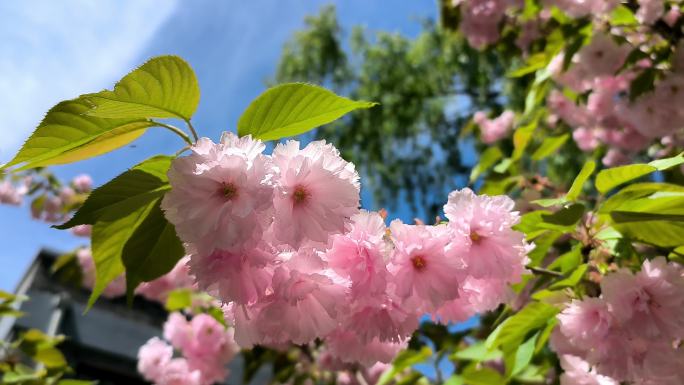 春天阳光下盛开的粉色樱花仰拍