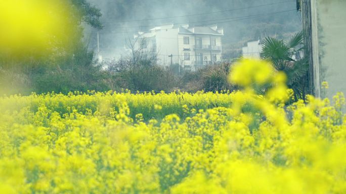 升格拍摄春天江西婺源对冲古村油菜花开