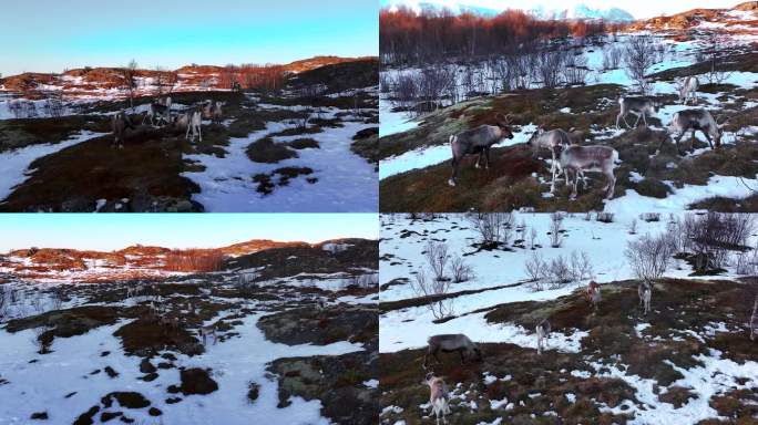 4K航拍挪威塞尼亚岛上行走在雪地上的鹿