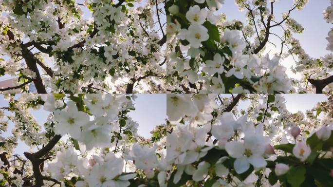 树杈 上的 山楂花