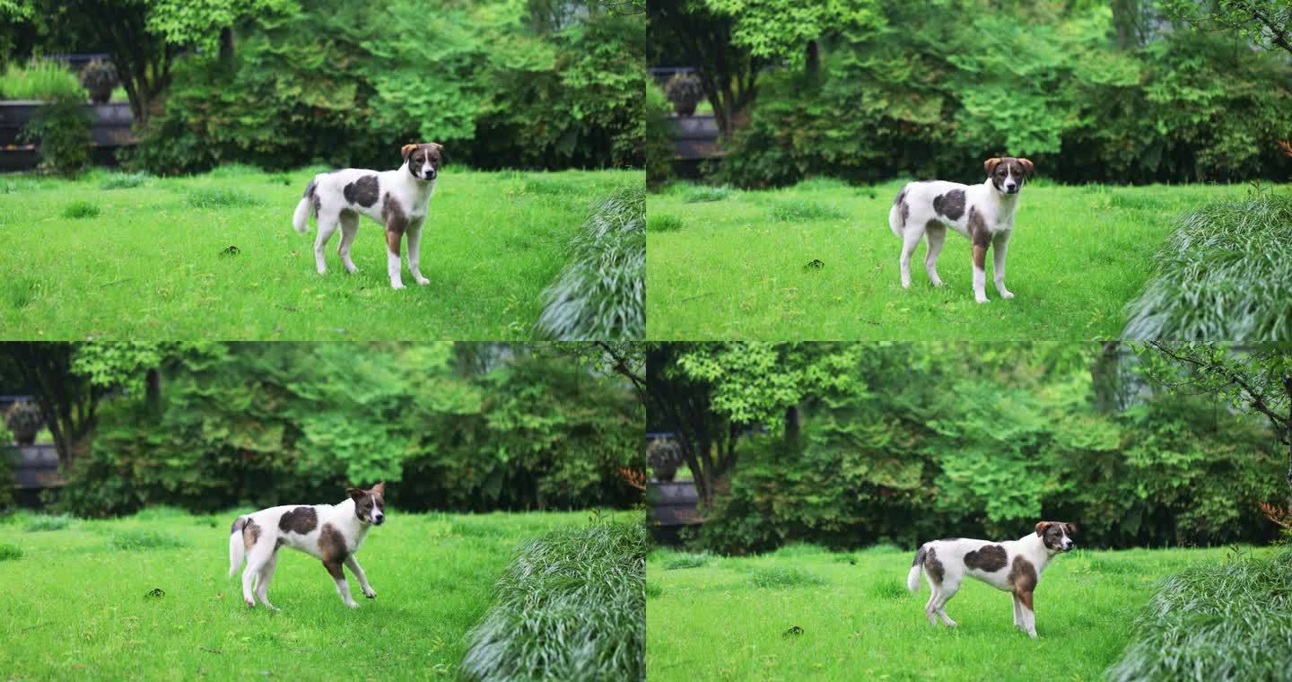 下雨天草地上一只受到惊吓的狗流浪狗