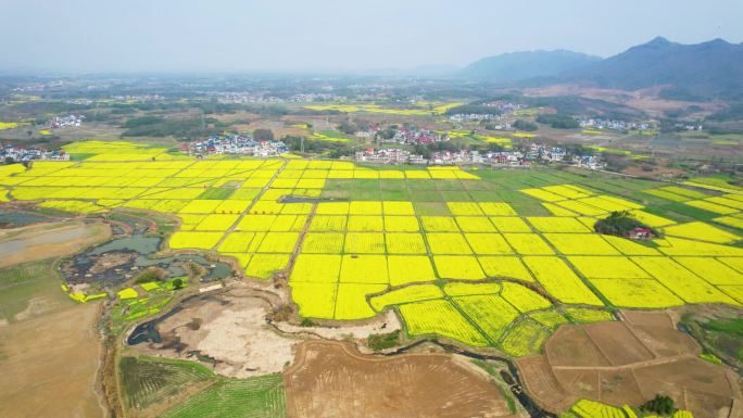 湖口县美丽乡村油菜花航拍