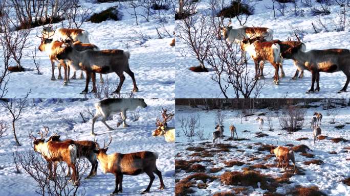 4k航拍挪威塞尼亚岛行走的美丽鹿子
