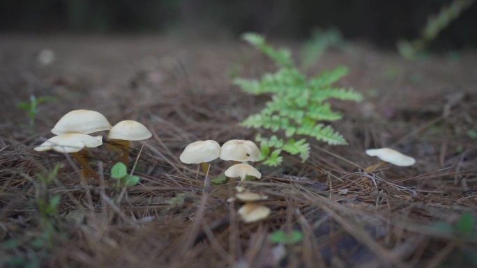 蘑菇 原始森林大自然松叶蘑菇