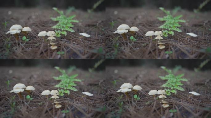 蘑菇 原始森林大自然松叶蘑菇