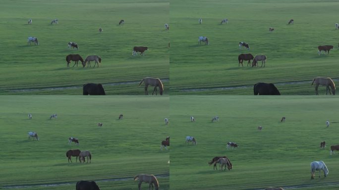 草原牧场航拍马