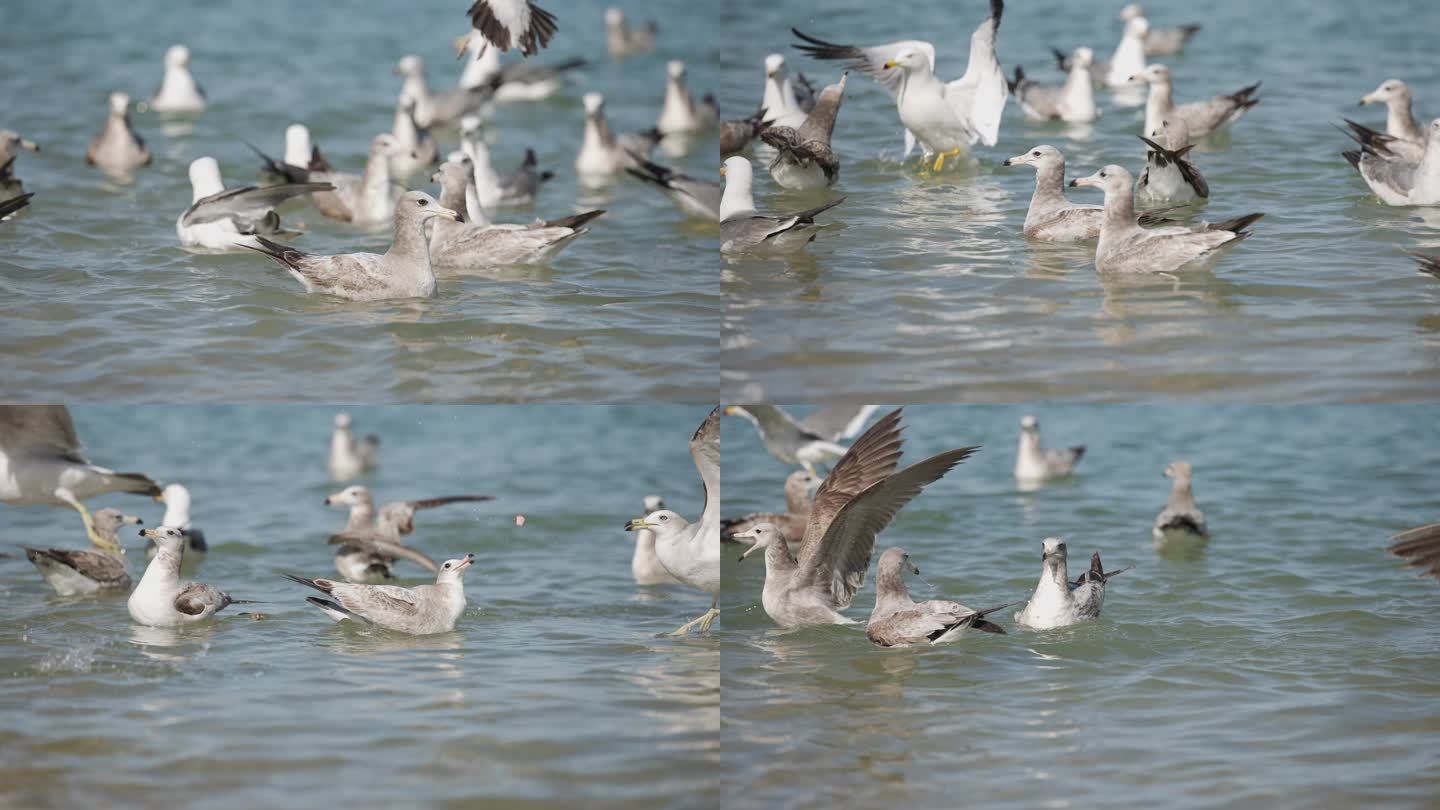 海鸥群追逐
