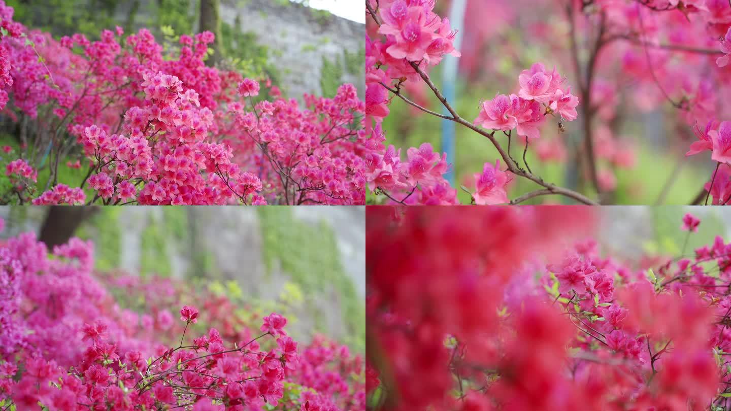 城墙下的杜鹃花有蜜蜂