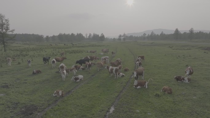 穿梭牛群吃草夕阳