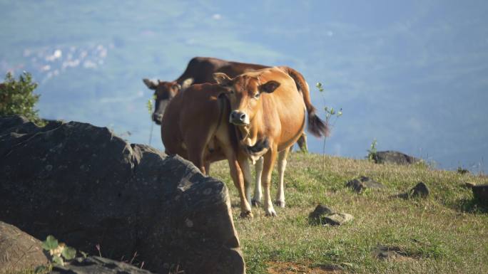 牛牲畜养殖高山草地畜牧业