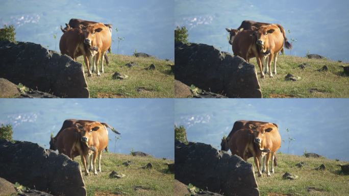 牛牲畜养殖高山草地畜牧业