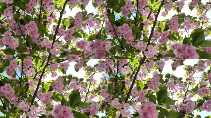 春天阳光下盛开的粉色樱花仰拍