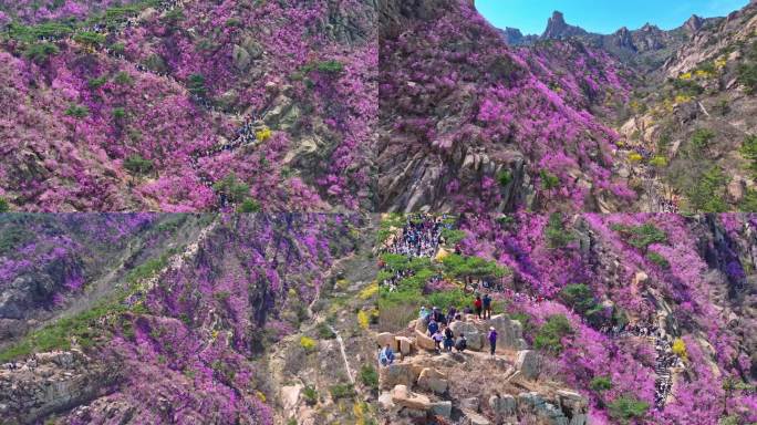 青岛大珠山杜鹃花航拍