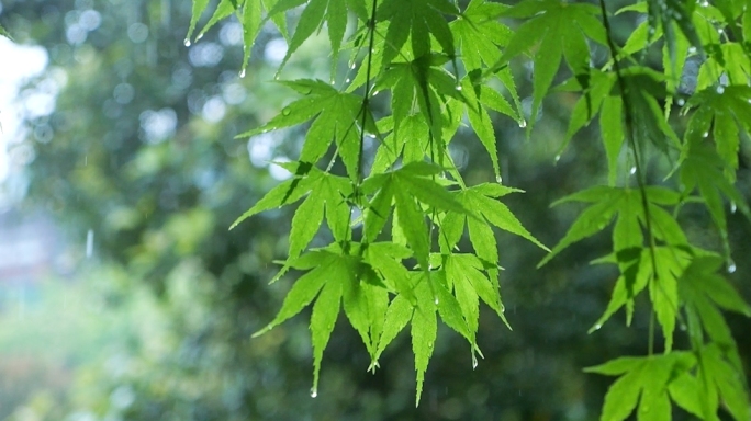 下雨天 春雨润万物 唯美雨景