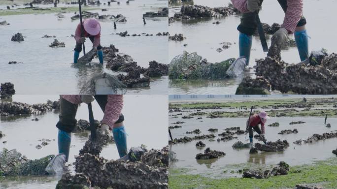 市民海边种植养殖海鲜-海蛎