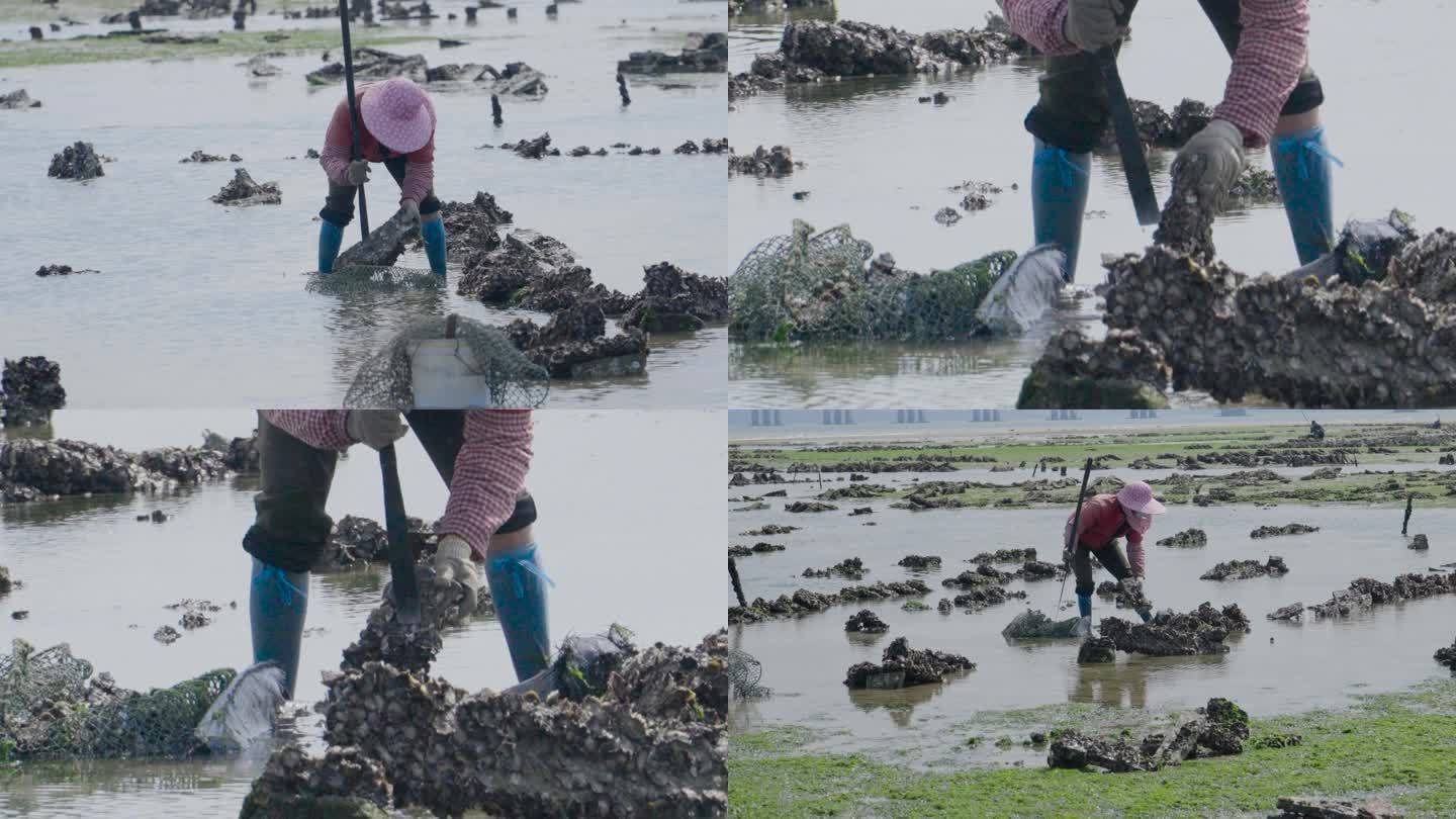 市民海边种植养殖海鲜-海蛎