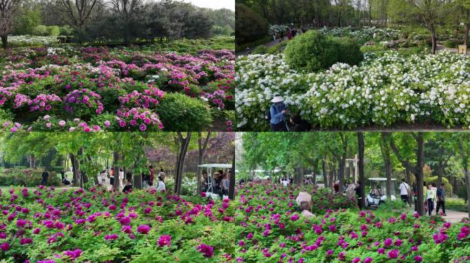 洛阳牡丹花会