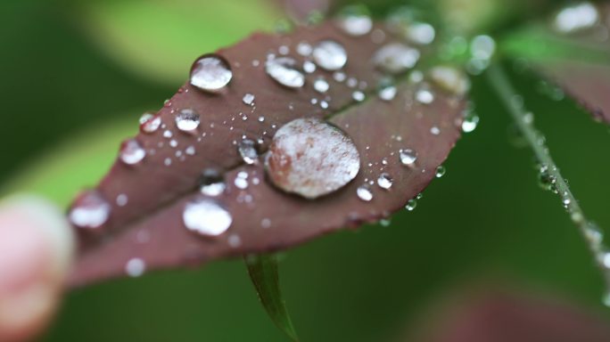 手触碰叶子雨滴滑落慢镜头