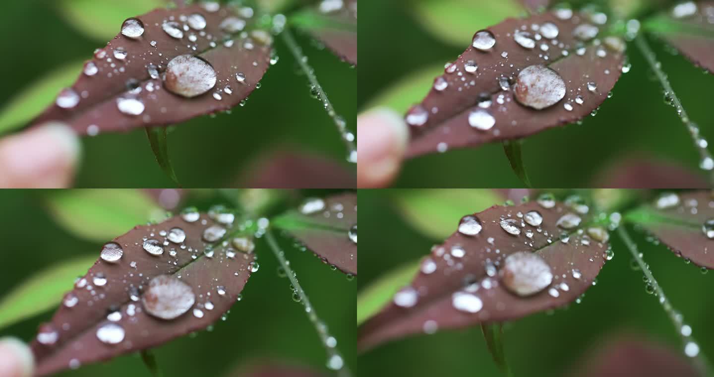 手触碰叶子雨滴滑落慢镜头