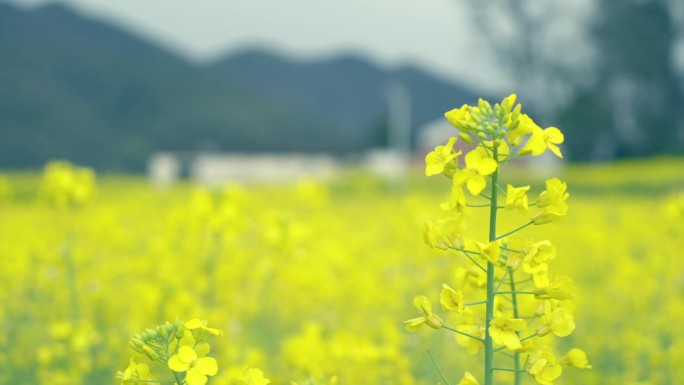 升格拍摄春天江西婺源对冲古村油菜花开