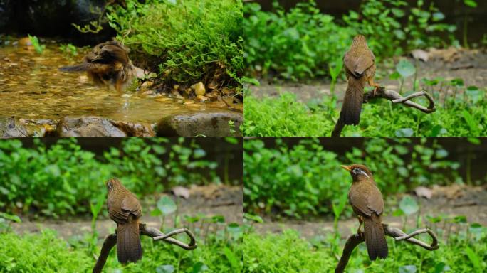画眉小鸟水池小溪河边洗澡梳理羽毛