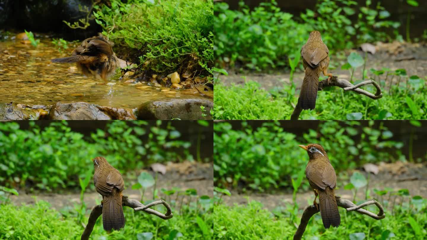 画眉小鸟水池小溪河边洗澡梳理羽毛