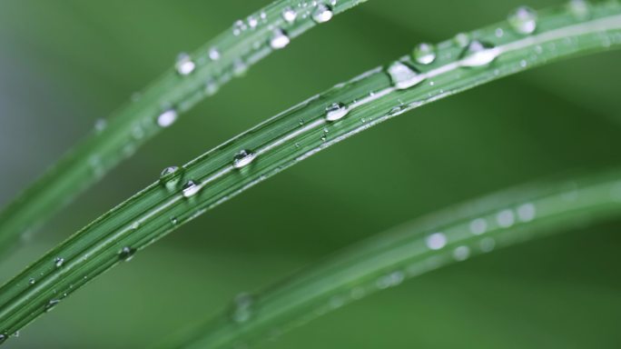 春雨雨水雨滴水珠绿叶随风摇曳清新唯美