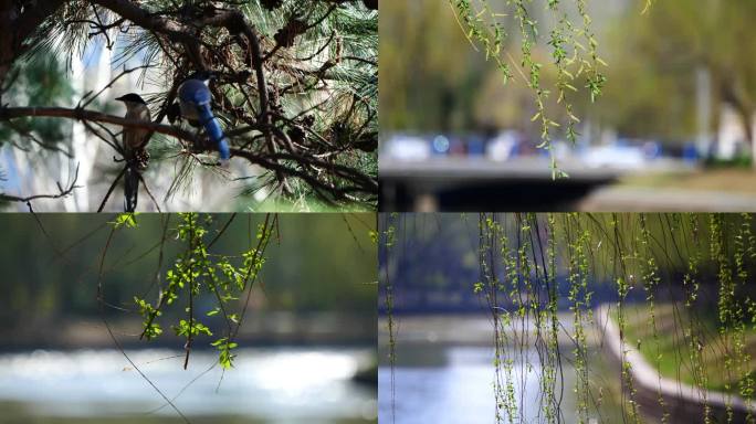 春天开始 柳树 水面 河流 升格 慢动作