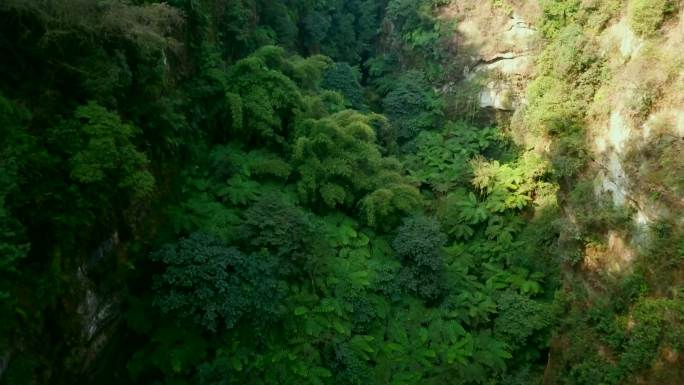 乐山桫椤峡谷航拍4K素材1