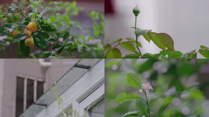 春雨，雨中的花草，连绵细雨，自然雨水