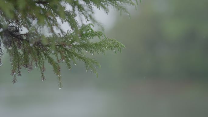 灰片原始素材 水杉树树枝 雨季 下雨