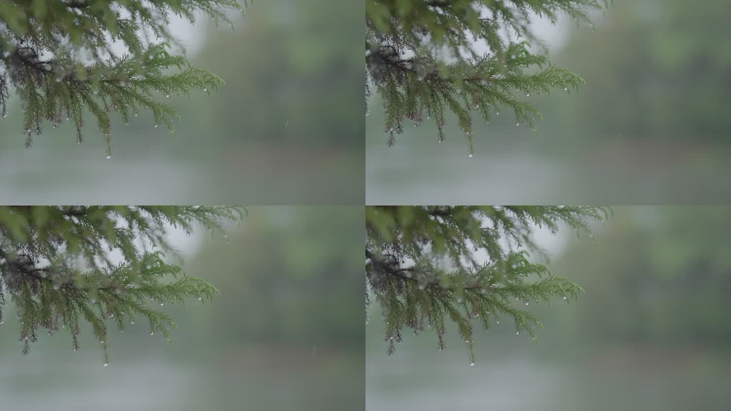 灰片原始素材 水杉树树枝 雨季 下雨