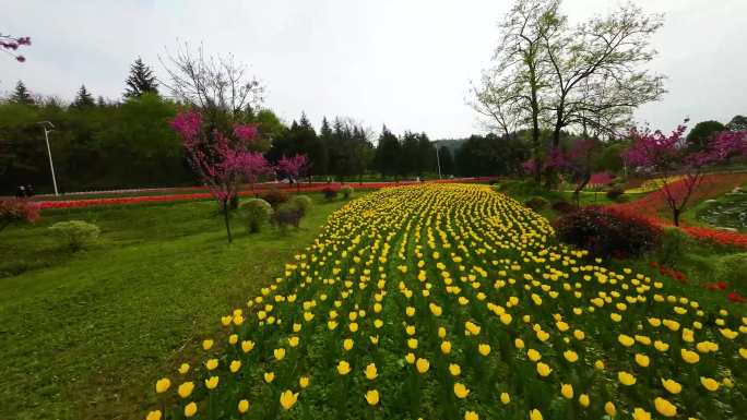 郁金香花海穿越机航拍